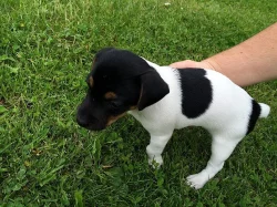 Prodam Jack Russel Terier,